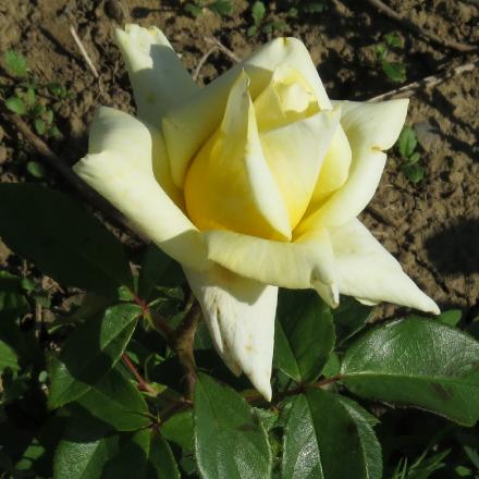 rosayorkshireflo1ladygarnonwilliams
