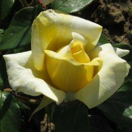 rosayorkshireflo3ladygarnonwilliams