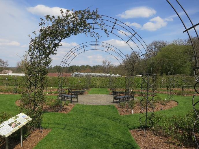 jubileerosegarden3