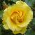 rosafreedomcflorogerltd1a