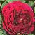 rosagipsyboyflot1a1