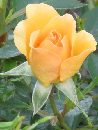 rosagoldspicebudogarnonswilliams