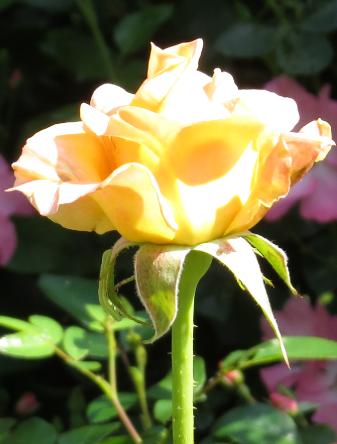 rosagoldenoldiebudogarnonswilliams