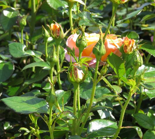 rosagoldenoldiebuds1garnonswilliams