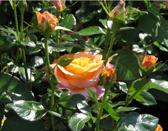 rosagoldenoldiebuds2garnonswilliams