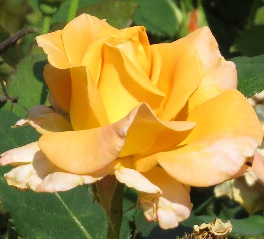 rosagoldenoldieflojuvgarnonswilliams