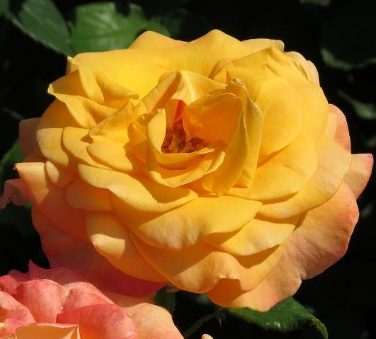 rosagoldenoldieflomatgarnonswilliams