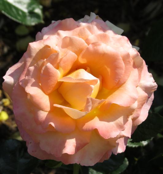 rosagoldenoldieflomidgarnonswilliams