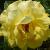rosagoldenweddingcflo1a