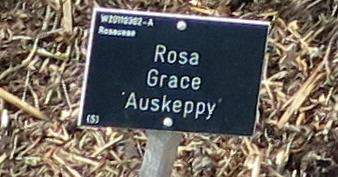 rosagracelabelgarnonswilliams