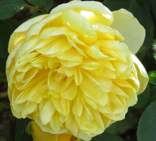 rosagrahamthomasflomidgarnonswilliams