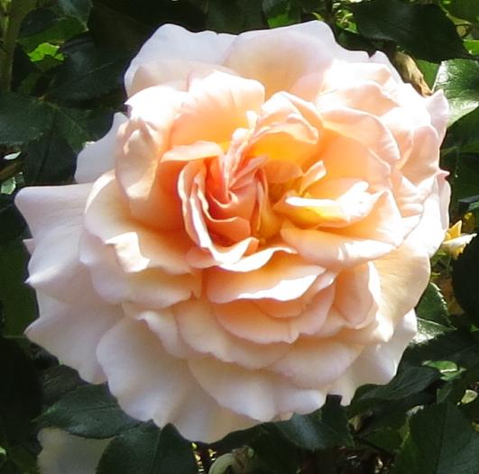 rosagreatexpectationsflomidgarnonswilliams