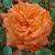 rosahannahhauxwellcflorogerltd1