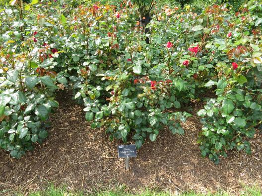 rosahaydockparkforsum1garnonswilliams