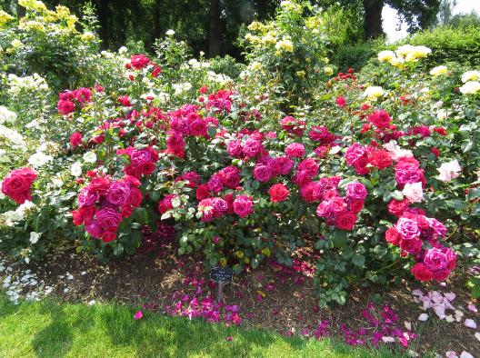 rosahaydockparkforsum2garnonswilliams