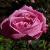 rosahermosacflorogerltd
