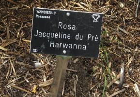 rosajacquelineduprelabel1garnonswilliams