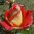 rosajanguestcflorogerltd1