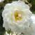 rosakatherinezeimetcflorogerltd1b