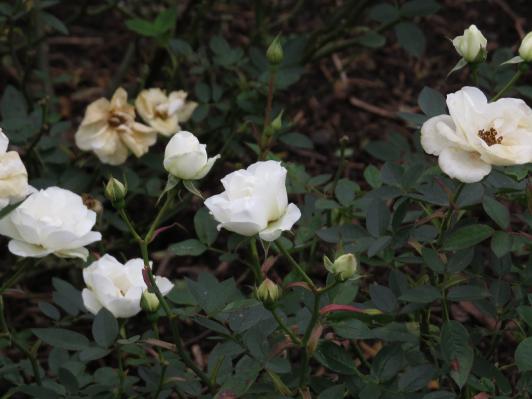 rosakentflosgarnonswilliams