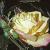 rosamasqueradecflo1climbingrogerltd1