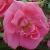 rosamorningjewelcflorogerltd1