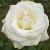 rosasilverweddingcflorogerltd1