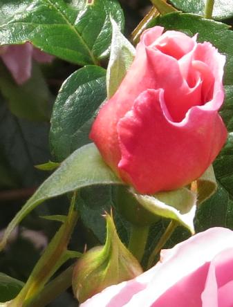 rosastrawberryhillbudogarnonswilliams