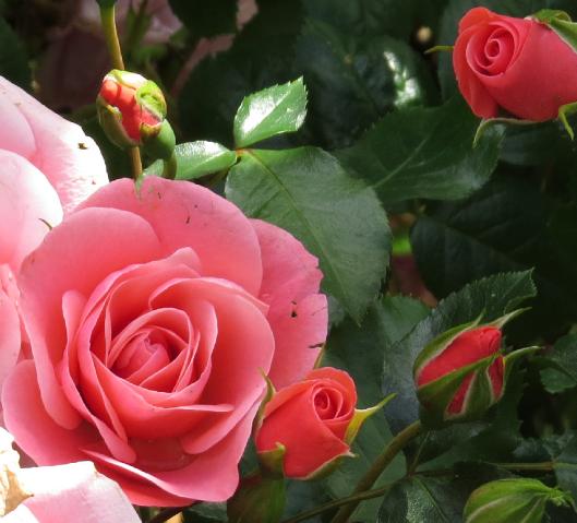 rosastrawberryhillflojuvgarnonswilliams