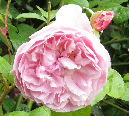 rosastrawberryhillflomatgarnonswilliams