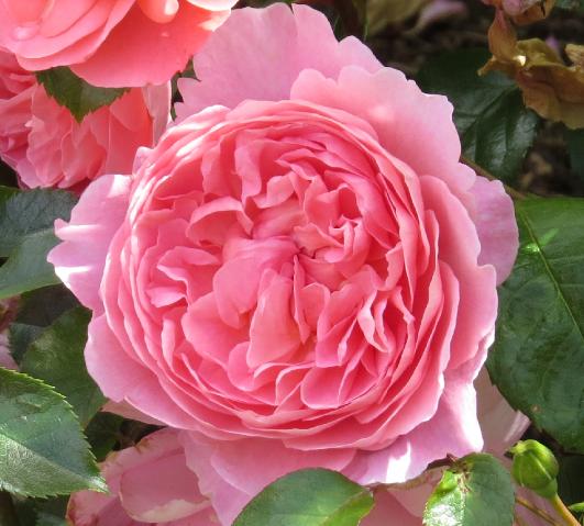 rosastrawberryhillflomidgarnonswilliams