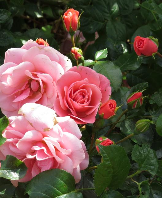 rosastrawberryhillflosgarnonswilliams