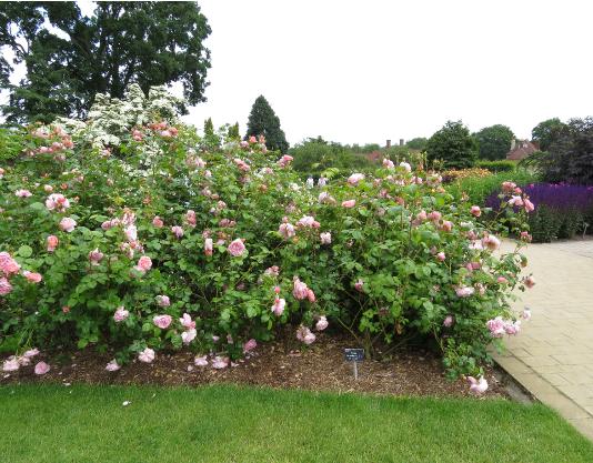 rosastrawberryhillforsum2garnonswilliams
