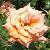 rosaannehendersoncflomat1garnonswilliams1