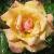 rosabelleepoqueflomatcgarnonswilliams1a