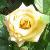 rosacremecaramelcflomidgarnonswilliams