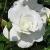 rosaicebergkorbincflomidgarnonswilliams1