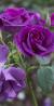 rosarhapsodyinbluecflogarnonswilliams