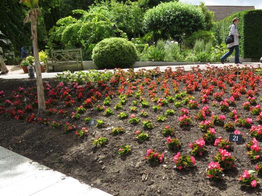 pathsummerbedding3