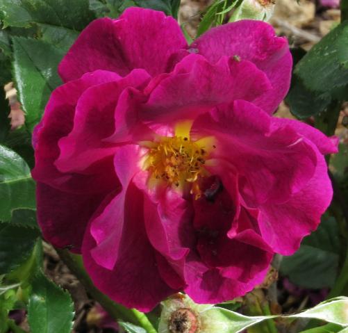 rosaadamsroseflo3garnonswilliams