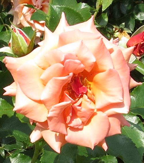 rosaannehendersonflomat2garnonswilliams