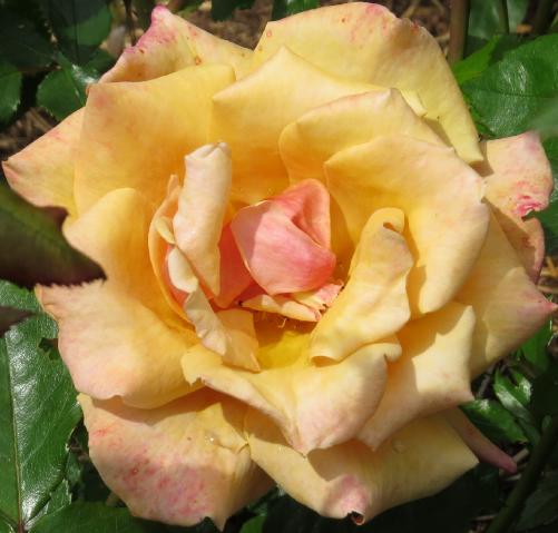 rosabelleepoqueflomatgarnonswilliams