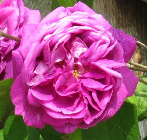 rosacardinalderichelieuflomidgarnonswilliam