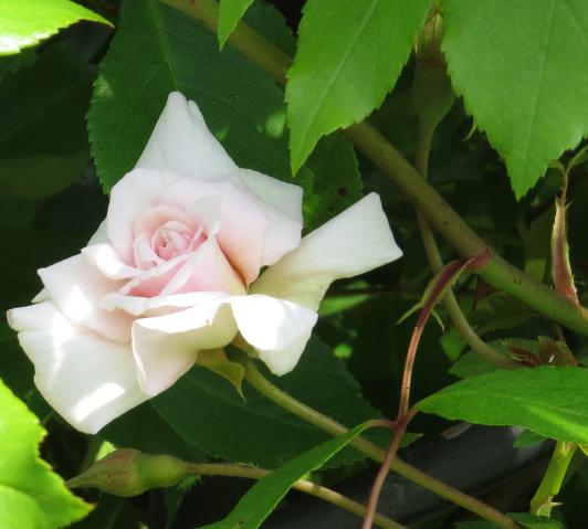 rosacecilebrunnerclimbingflojuv1garnonswilliams
