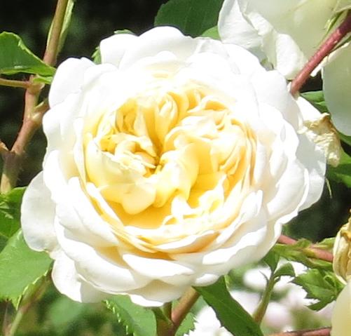rosacrocusroseflomatgarnonswilliams