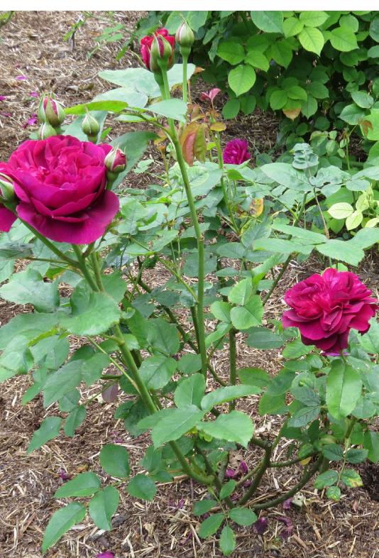 rosadarcybussellforsum1garnonswilliams