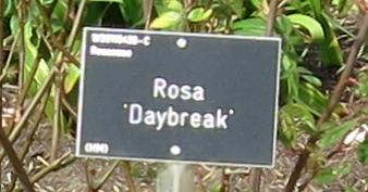 rosadaybreaklabelgarnonswilliams