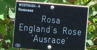 rosaenglandsroselabelgarnonswilliams