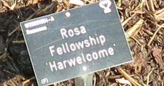 rosafellowshiplabelgarnonswilliams