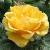 rosaeasygoingflomidcgarnonswilliams1a1